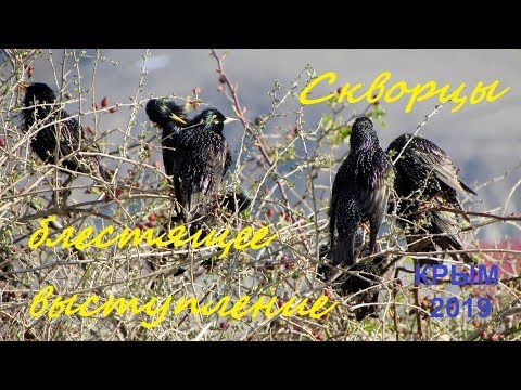 Скворец обыкновенный Sturnus vulgaris, Крым 2019, Солнечная Долина, 2 апреля