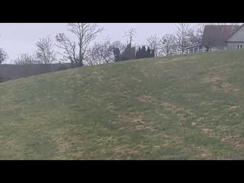 Hermelin im Winterpelz - auf grüner Wiese... ob das gut geht?