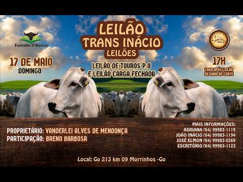 Leilão de Gado em MORRINHOS-GO, 17/05/2026  TransInácio Leilão - 18:00 Hs - Presencial e virtual.