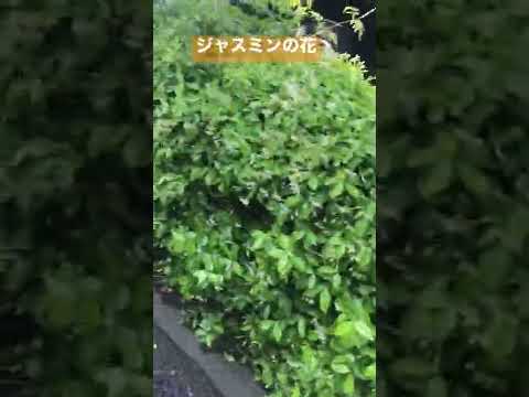 寒さに耐えられるウィンタージャスミンの管理方法は？彼には何が欠けているのでしょうか？  庭園