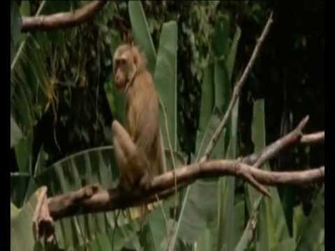 TakTik Spontan - Obłęd w Dżungli (Załaz/Mikesh/Dr Zły/LoKo/Rogel) (prod Mruk) [VIDEO]