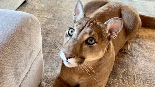 Пума Месси начинает разговаривать увидев в окно Герду! | «Пустите меня к ней!!