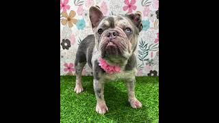 Video preview image #1 French Bulldog Puppy For Sale in Corona, CA, USA