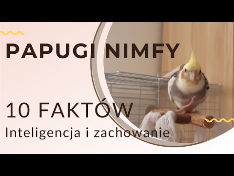 Papuga nimfa - 10 faktów o zachowaniu i inteligencji