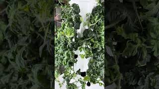 Tower Garden Watermelon Living Wall of Art #hydroponicgardening #garden #watermelon #farm #plants