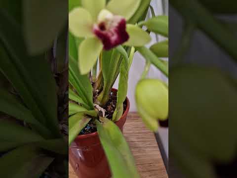 Cymbidium Jaina slowly opening the first flowers..... #orchids #cymbidium #storczyki