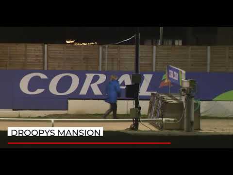 Droopys Mansion - DUNTON GREYHOUND RETIREMENT HOME MAIDEN STAYERS