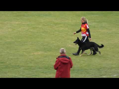 WUSV 2021 CHE 3 -  LUTZ TANJA & AIMY VOM HAUS VAX C 88