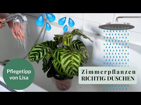 Wie dusche ich meine Zimmerpflanzen richtig - Pflegetipp von Lisa