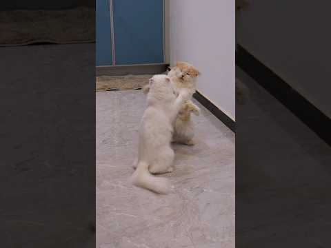 Shasha🐈Chinchu ku sanda😳pullaikaga shasha vittu kuduthutu poran😍 #cat #shorts