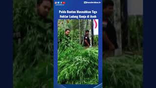 Download lagu Pemusnahan Ganja #ganja #canabis #marijuana #ytclass mp3