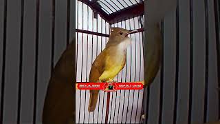 Download lagu Cucak Jenggot Jawa, Sat Set Sat Set Mbeset Perih Suara Kasaran mp3