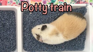 Potty train your guinea pig - How to -