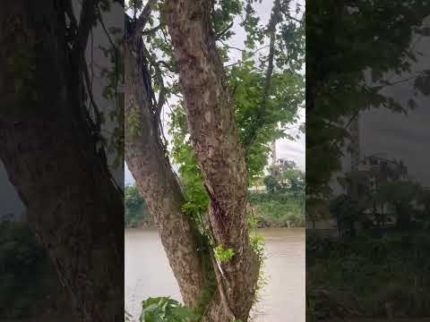 RIO TAQUARI DIVIDE ESTRELA E LAJEADO RIO GRANDE DO SUL # SHORTS # inscreva-se no Canal do Passarinho