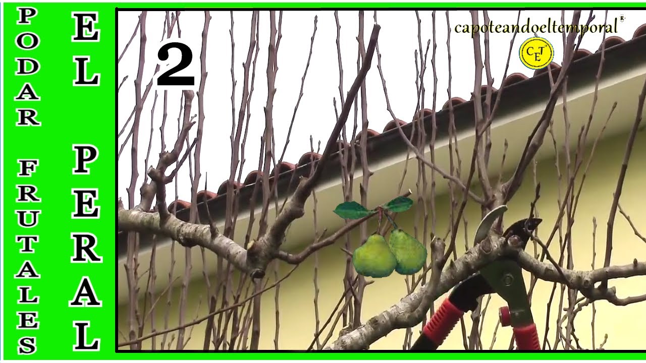 Watch COMO PODAR UN PERÁL 2 Now COMO PODAR UN PERÁL 2