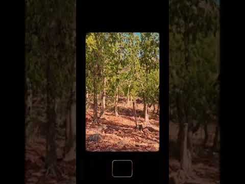 lockdown picnic #junglememangal