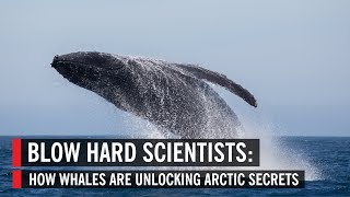 Blow Hard Scientists: How Whales Are Unlocking Arctic Secrets
