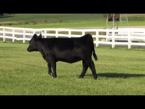 Mindemann MS USA B07