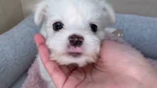 ハーフ犬の動画01
