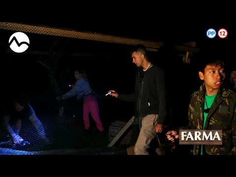 Líška usmrtila farmárom bažantov - FARMA