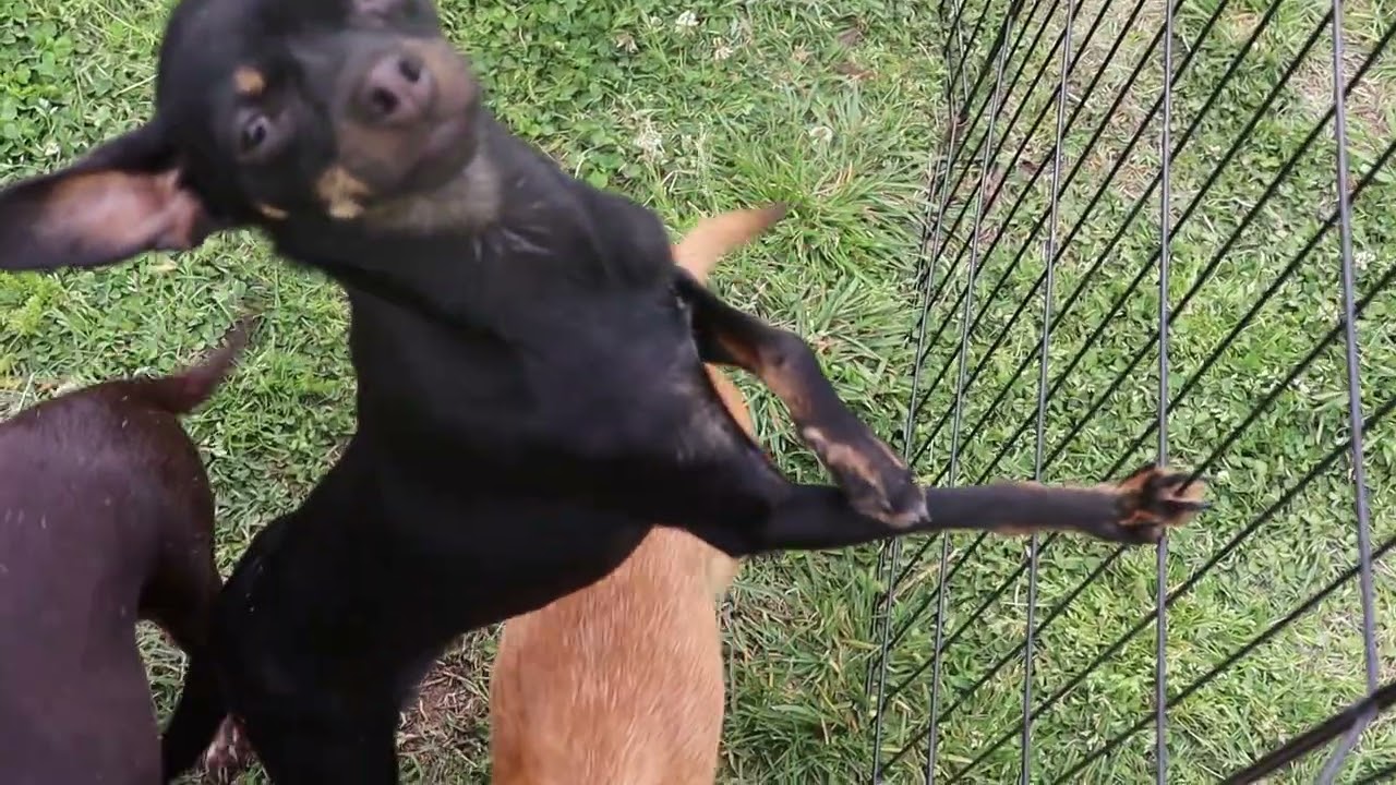 Enlarge Harleequinn, a ADOPTABLE Chihuahua in Virginia Beach, VA video 6/6