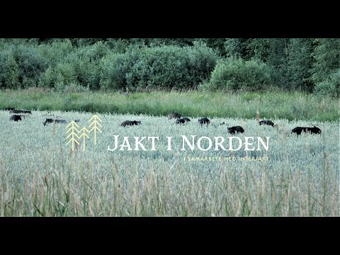 Jakt i Norden - Vildsvinsjakt på Röhls gård Del1/2