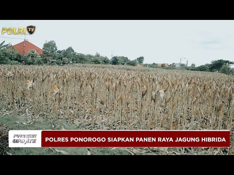 PRESISI UPDATE : PONOROGO SIAPKAN PANEN RAYA JAGUNG HIBRIDA BHAYANGKARA 13/04/2025 (21.00)