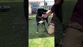 Video preview image #1 Labrador Retriever-Unknown Mix Puppy For Sale in Pasadena, CA, USA