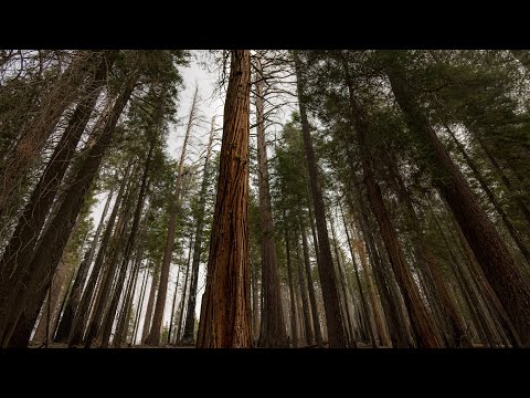 Strong Wind Through Pine Trees Forest Sounds & Ambience | Windy Woods | White Noise | 12 Hours | 4K