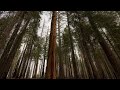 Strong Wind Through Pine Trees Forest Sounds & Ambience | Windy Woods | White Noise | 12 Hours | 4K