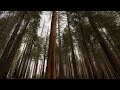 Strong Wind Through Pine Trees Forest Sounds Ambience Windy Woods White Noise 12 Hours 4K