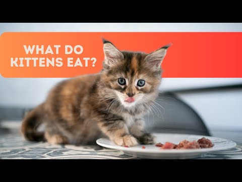 What Do Kittens Eat? A Complete Guide to Kitten Nutrition - Pet care