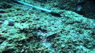 preview picture of video 'Huge moray eel in cave just outside Claveria Lagoon Philippines'
