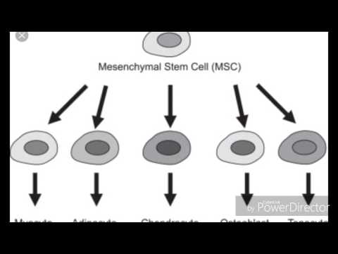 My Journey For Stem Cell Therapy (Mesenchymal Stem Cell) PT. 2