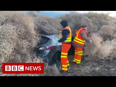 ワシントン州の道路で車を罠にかけるタンブルウィード - BBC ニュース (Tumbleweed traps cars on Washington State road - BBC News)
