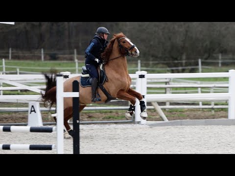 Wer kein Dressurpferd findet muss Springreiter werden! Ariane sattelt auf Campino um