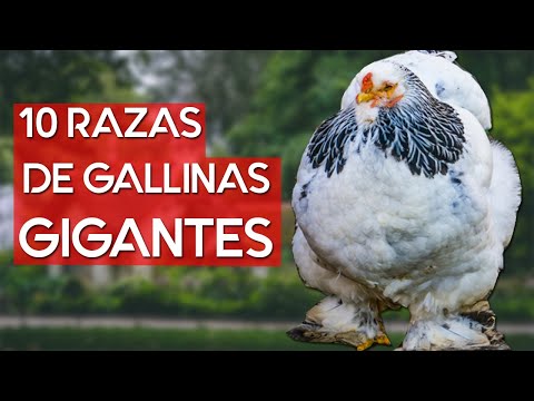 , title : 'Top 10 Razas de gallinas más grandes y pesadas del mundo 🐔'