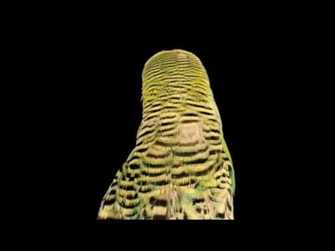 Andrew Bird - Self-Torture (The Water Jet Cilice)