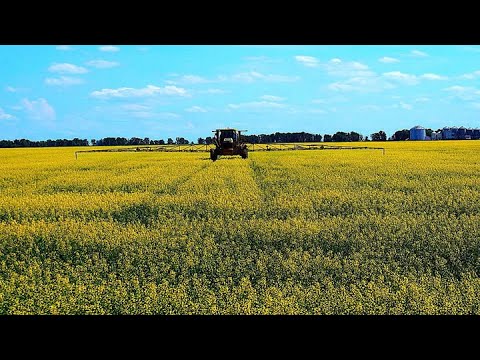 BATRA’S BURNING QUESTIONS China crisis with Canadian Canola, Carney and tariff wars