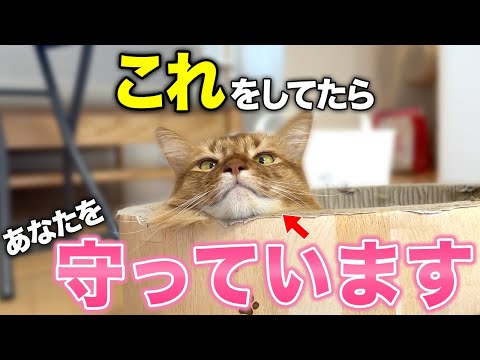 猫は飼い主を守れるのか?