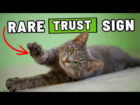 If Your Cat Does These 9 Things, You’ve Earned Their Deepest Trust