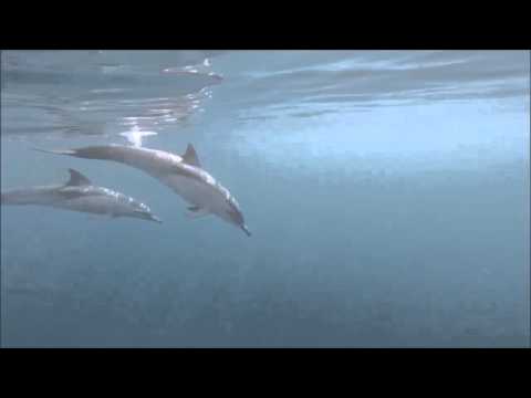 Dolphin greeting