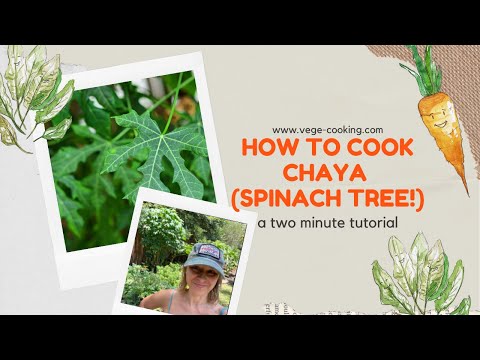How to cook Chaya, the Spinach Tree