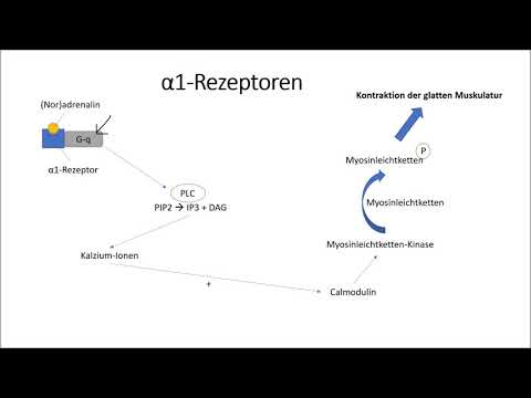 α-Rezeptoren und β-Rezeptoren
