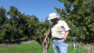 preview picture of video 'Mexicola Avocado Growing in Homestead Florida'