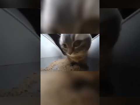 CHIP CHIPY CHAPA CHAPA #aktiv #recommended #meme