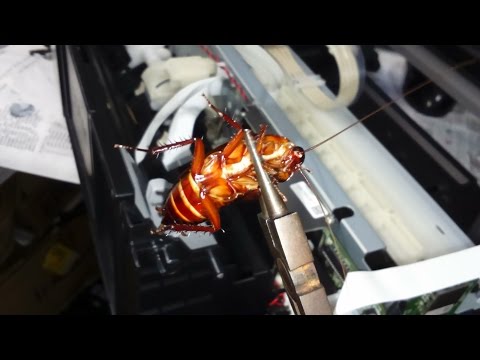 CUIDADO COM BARATAS NA IMPRESSORA