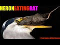 An Unsuspecting Rat Is Caught And Eaten By A Hungry Heron