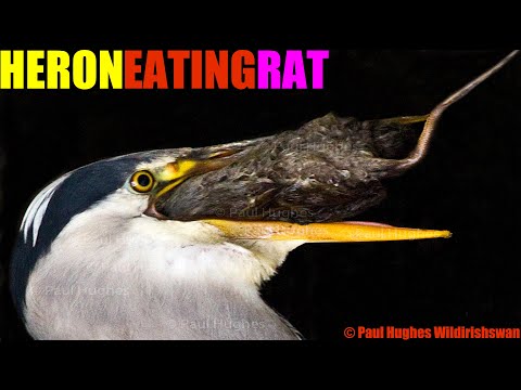 An avian predator eats prey that's known as a heron that is expertly catching and eating a rat