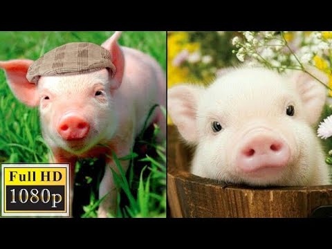 Le bébé cochon se réveille - vidéo drôle de cochons - compilation 2020 - ca